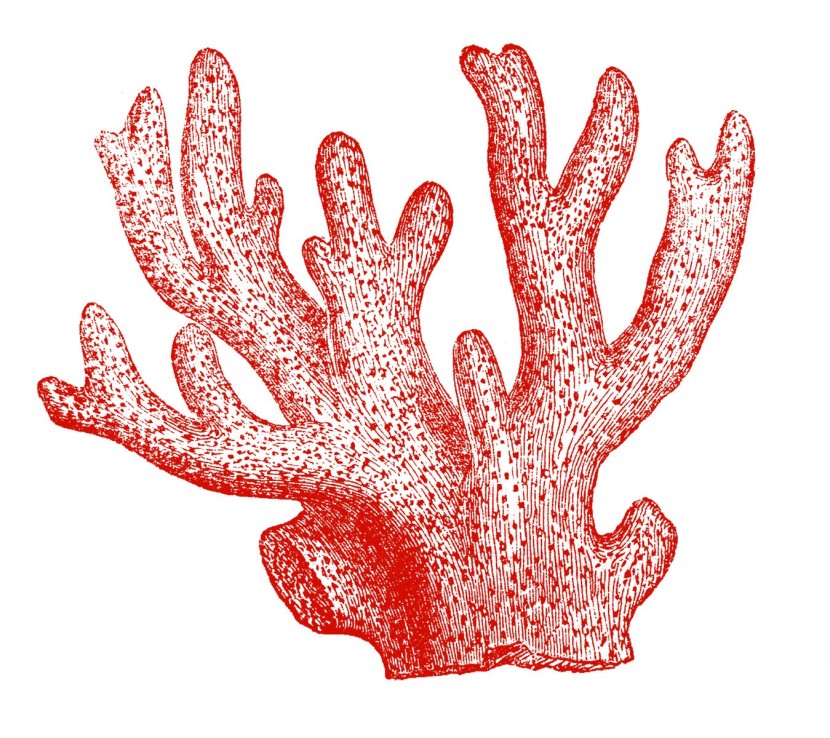 Free Coral Reef Cliparts, Download Free Clip Art, Free Clip