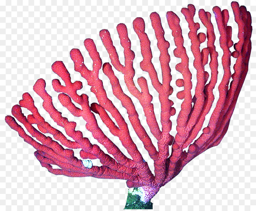coral clipart pink