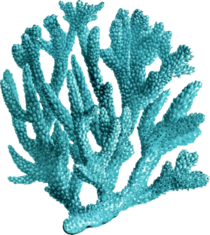 The Sea Clipart coral