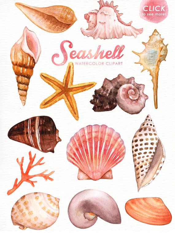 Seashells Watercolor Clipart, Nautical Watercolor Clip Art