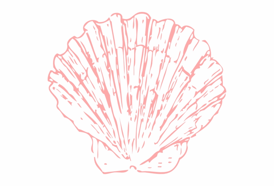 coral clipart seashell