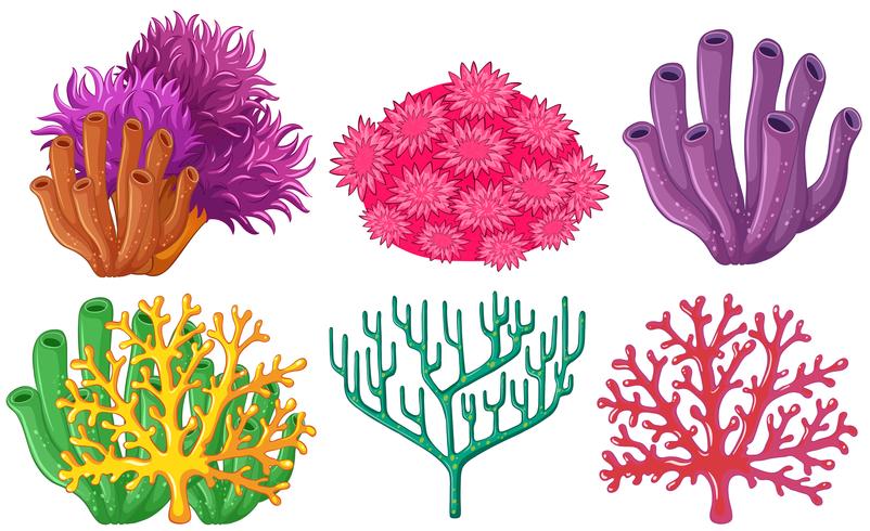 Different types coral.