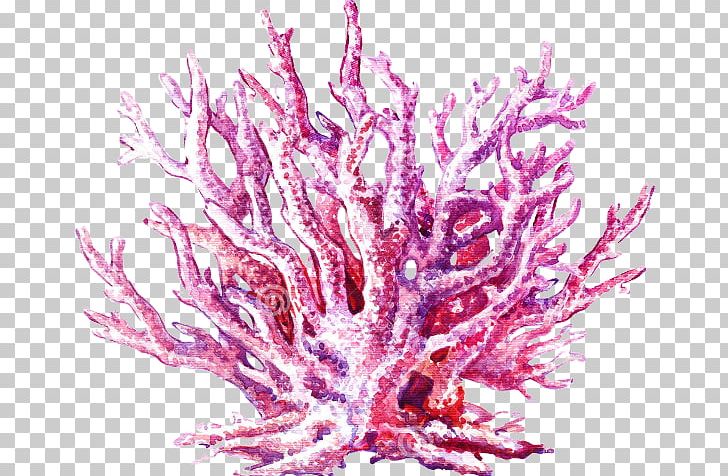 Coral Reef Jellyfish Watercolor Painting Stock Illustration