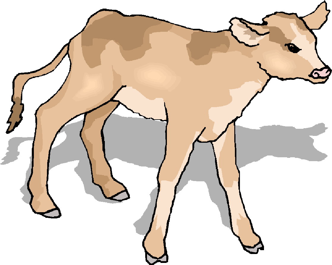 Free Baby Cow Cliparts, Download Free Clip Art, Free Clip