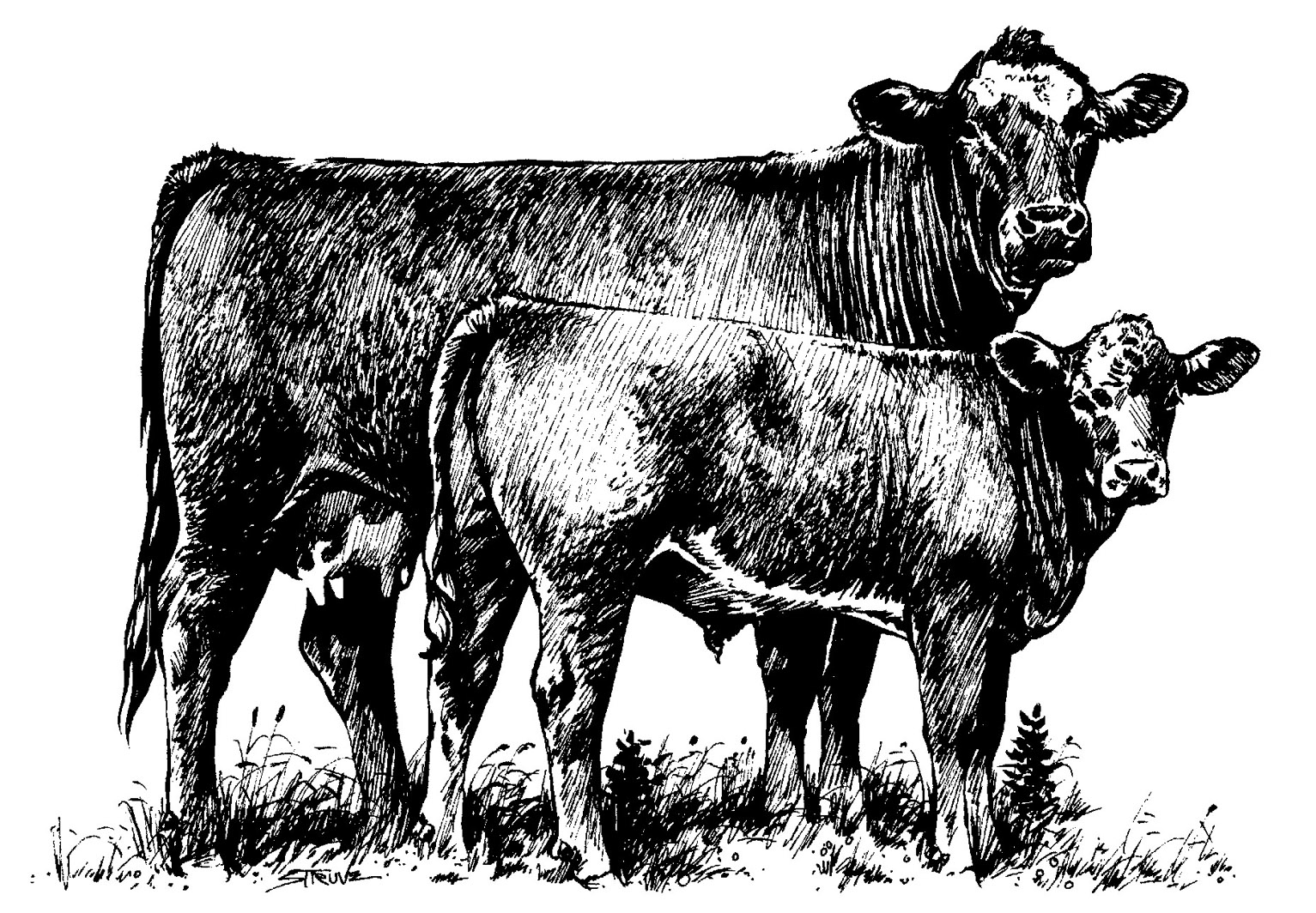 Beef cow clip.