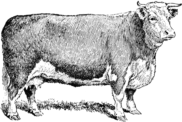 Beef cow clipart.