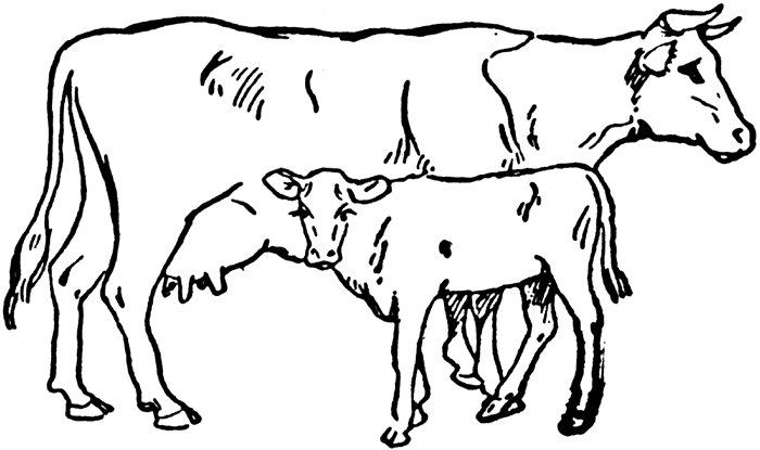 Cow And Calf Clipart Black And White