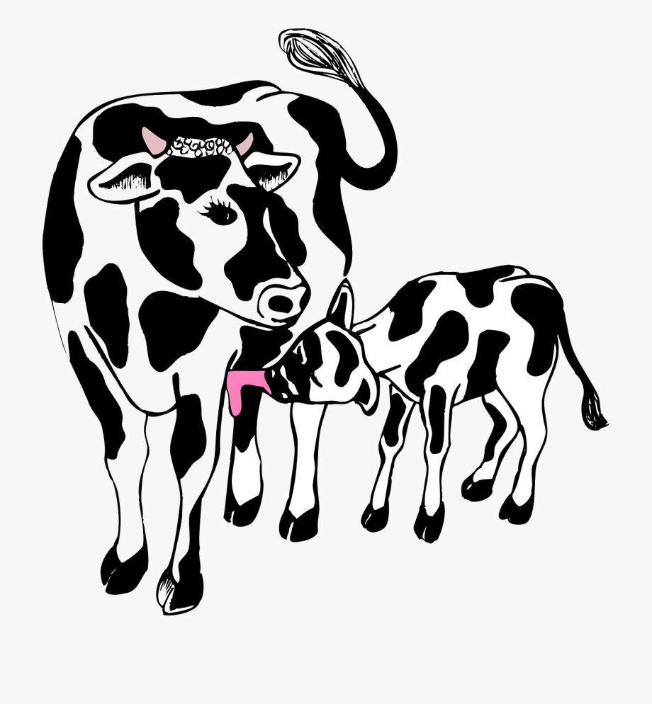 Cartoon Calf And Cow