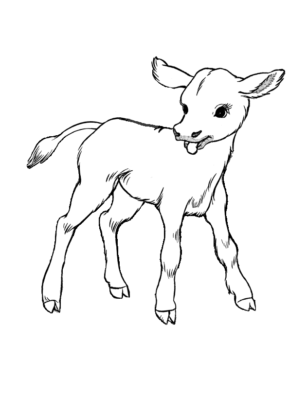 Baby Cow Clipart Black And White