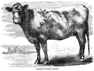 Black and white clip art, vintage cow clipart, farm animal