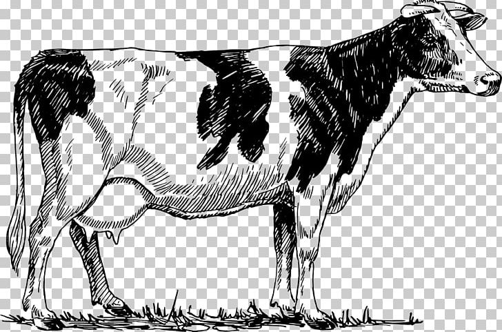 Holstein friesian cattle.