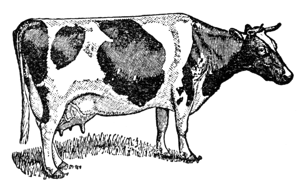 cow clipart black and white kid