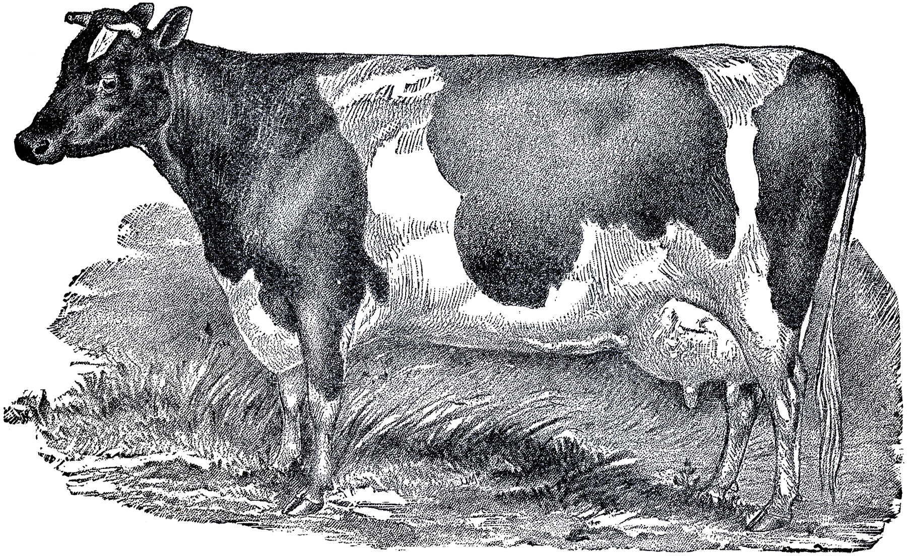 Cow clipart images.