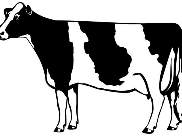 Free cow clipart.