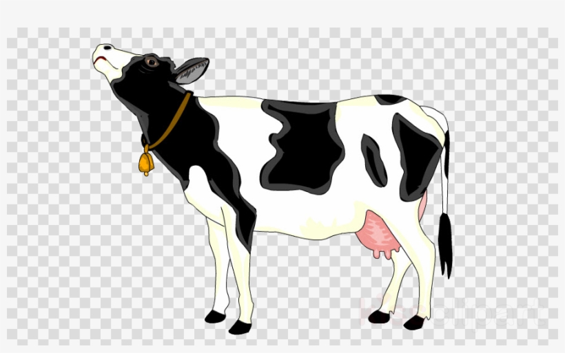 Dairy cow,Bovine,Cow