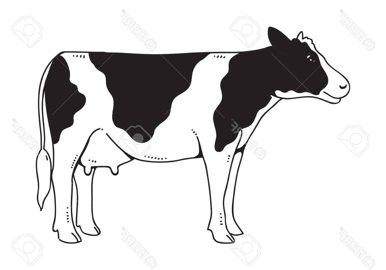 HD Cow Drawings In Black And White Vector Drawing
