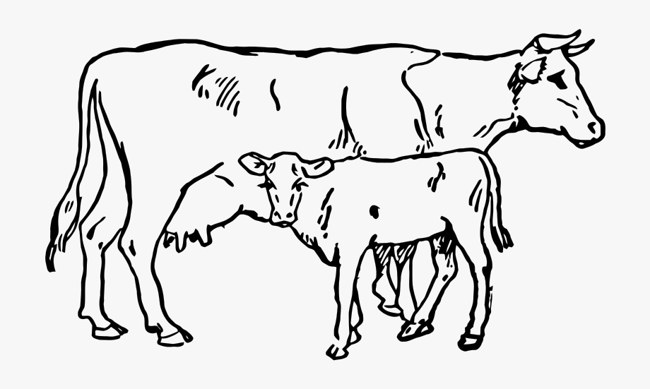 Cows clipart calf.