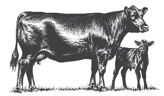 Black Calf And Cow Clipart