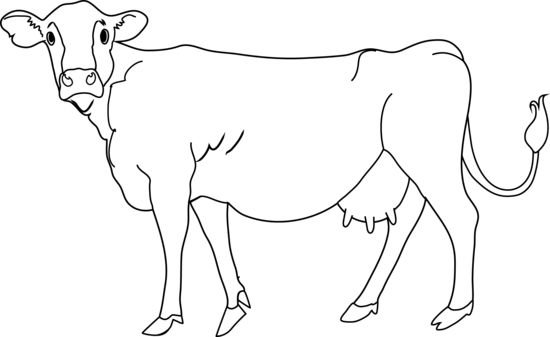 Cow coloring page.