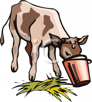 Clipart Picture Of A Cow Eating Out Of A Bucket