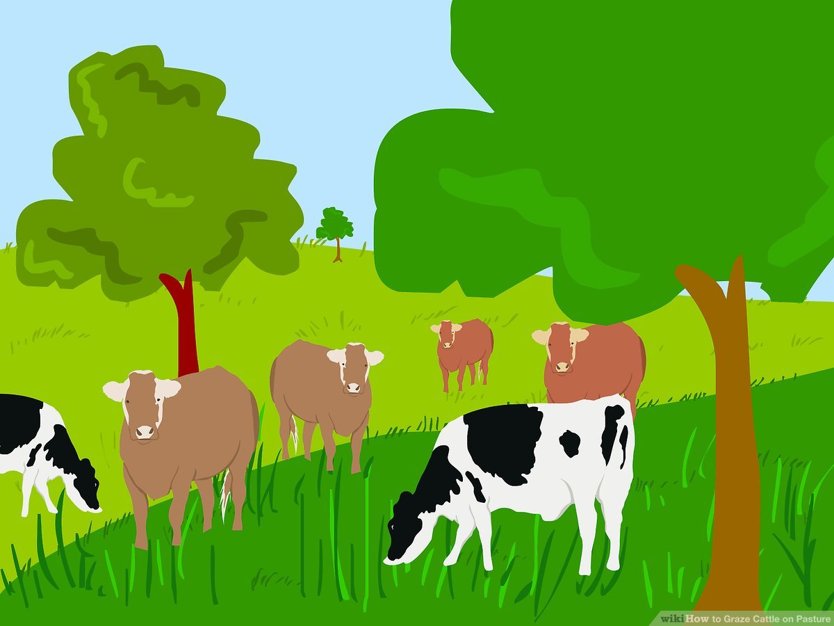 How graze cattle.