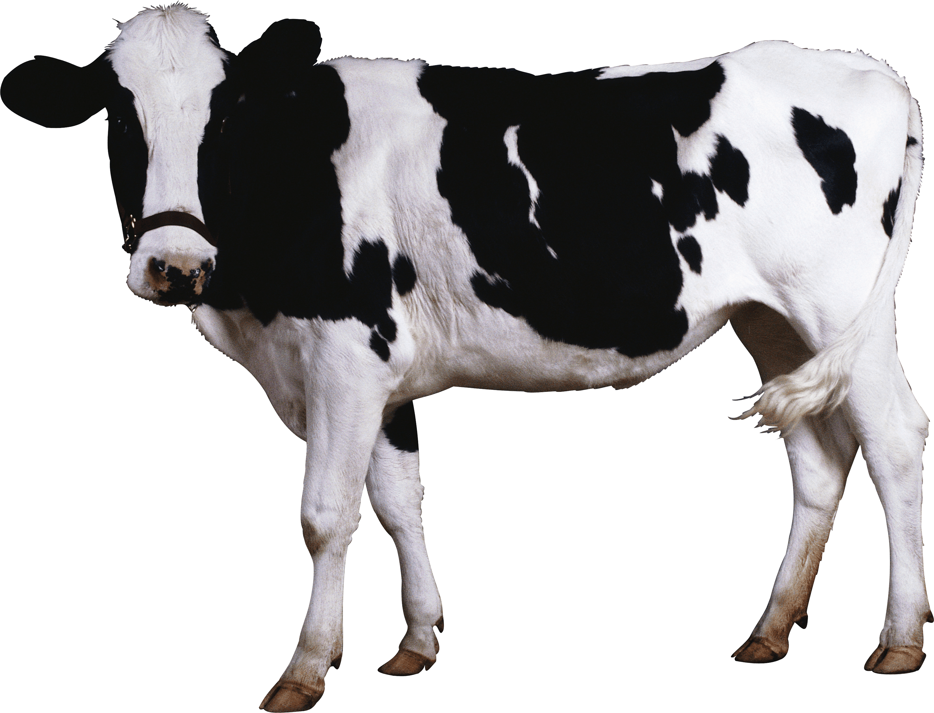 Cattle clipart realistic, Cattle realistic Transparent FREE