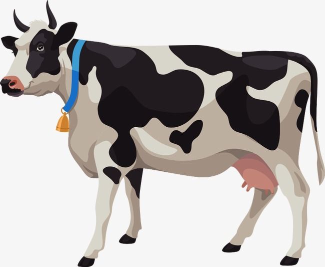Vector Cartoon Cows, Cartoon Clipart, Dairy Cow, Cattle PNG