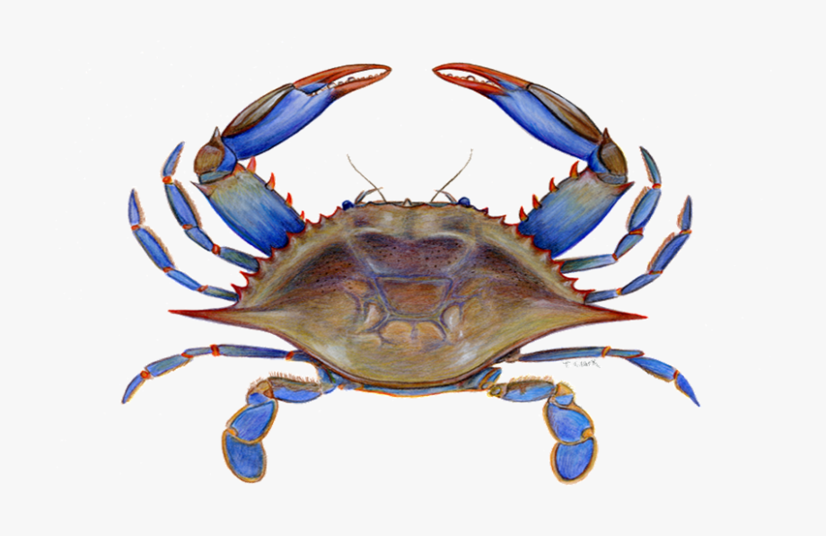 Maryland Crab Clipart