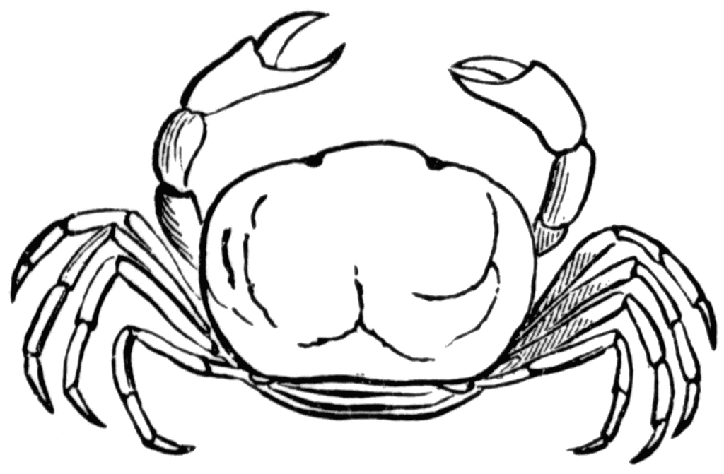 Crab line drawing.