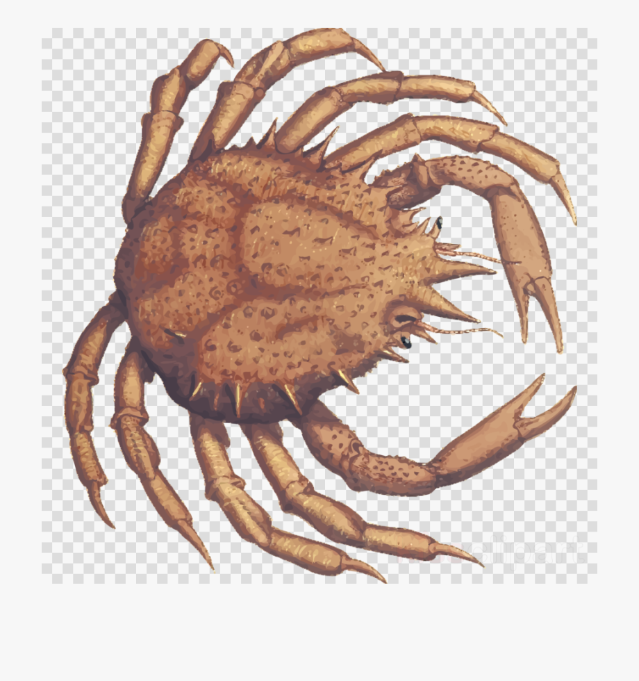Crab clipart dungeness.