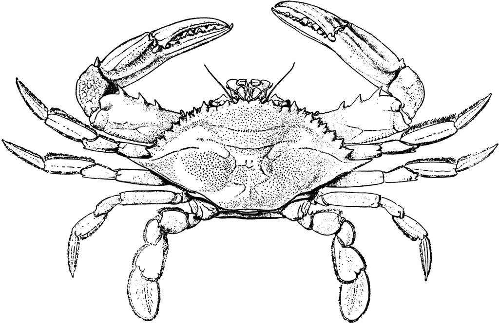 Blue crab drawing.