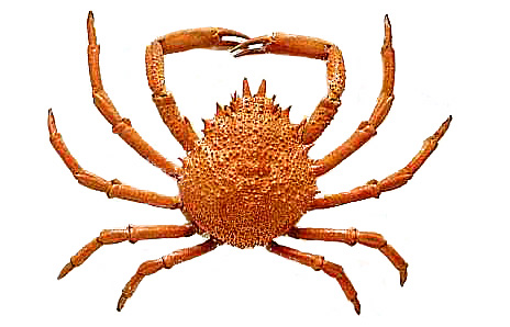 Free Crab Clipart, Download Free Clip Art, Free Clip Art on