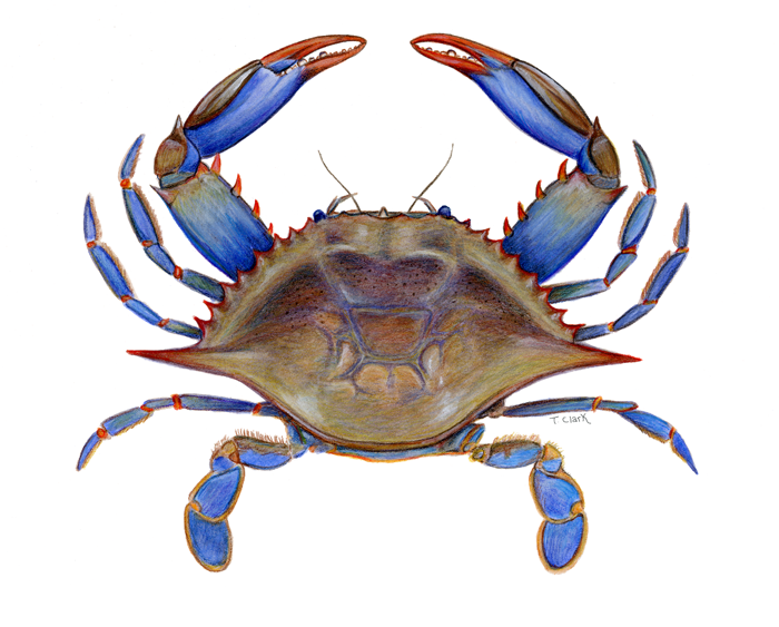 Interesting Things About Blue Crabs