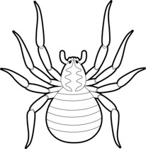 Search Results for crab spider