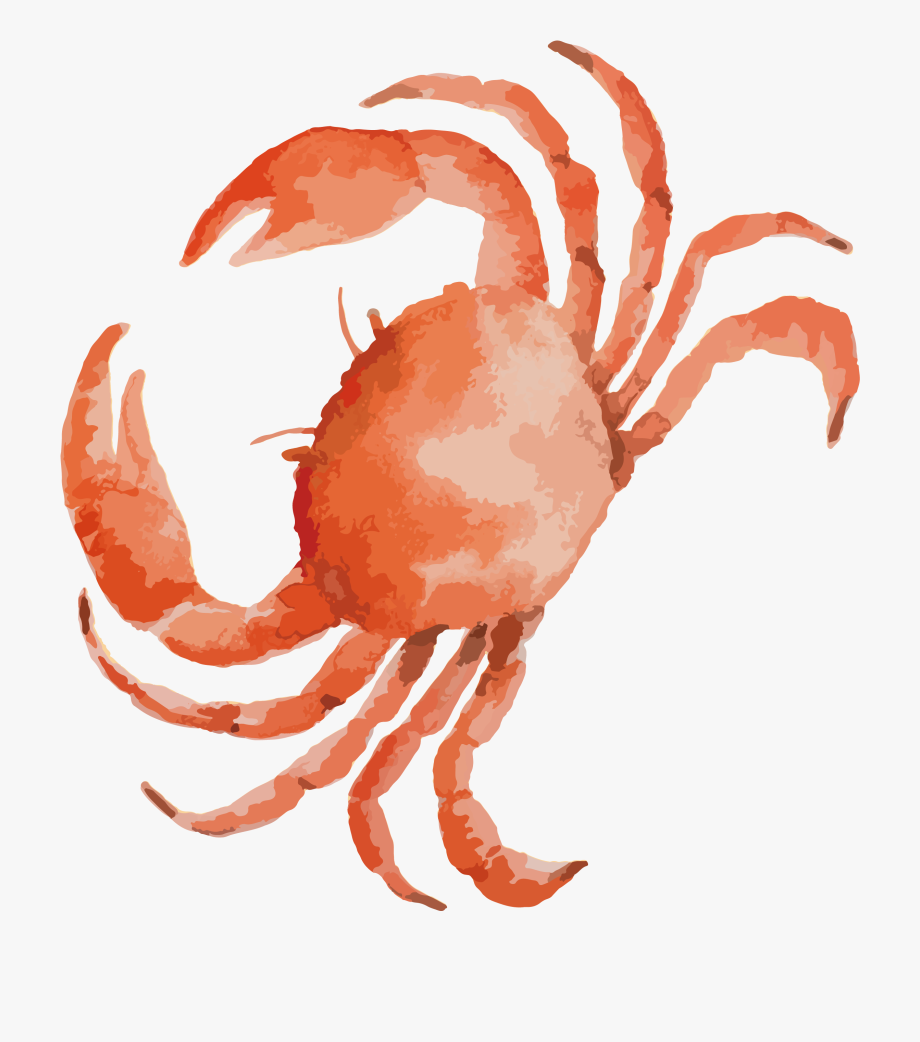 Seafood drawing crab.