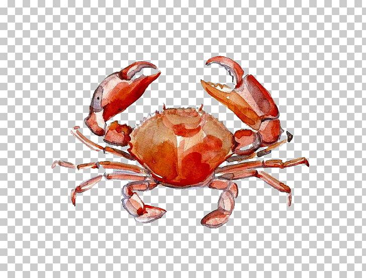Crab Watercolor painting Drawing, Cute crab, red crab
