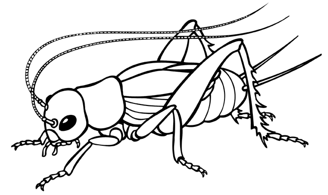 Cricket Clipart Black And White