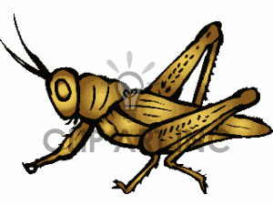 Cricket insect clipart.