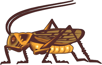 Bug cricket clipart.