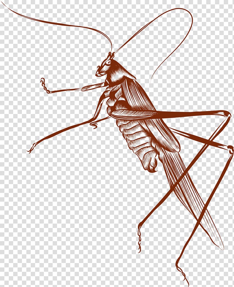 cricket clipart brown
