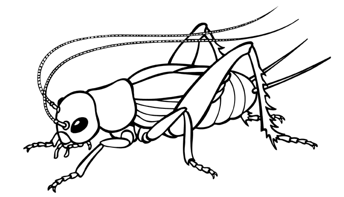 Cricket bug clipart black and white