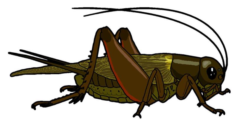 Cricket clipart insect