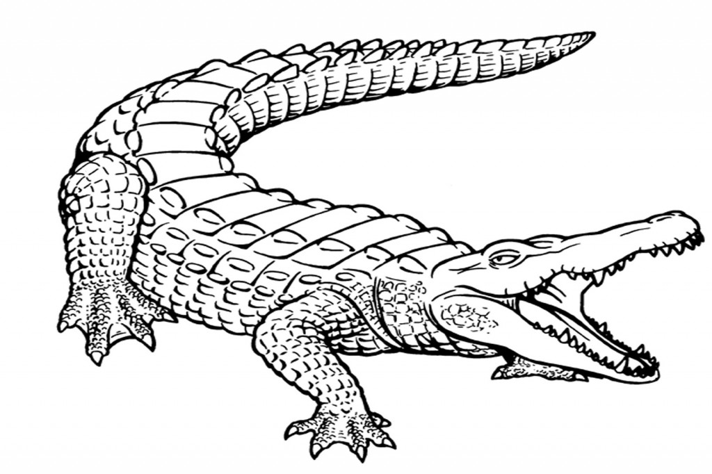 Crocodile clipart black and white