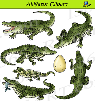 Alligator clipart realistic.