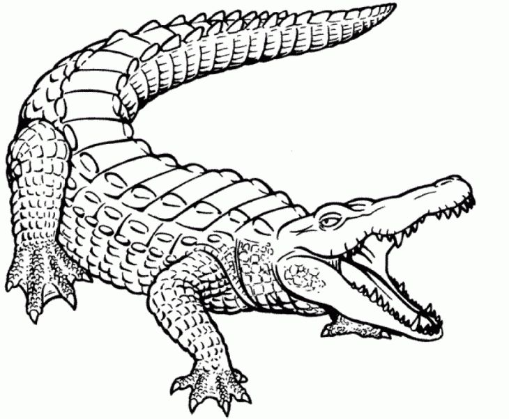 Realistic crocodile coloring page free printable
