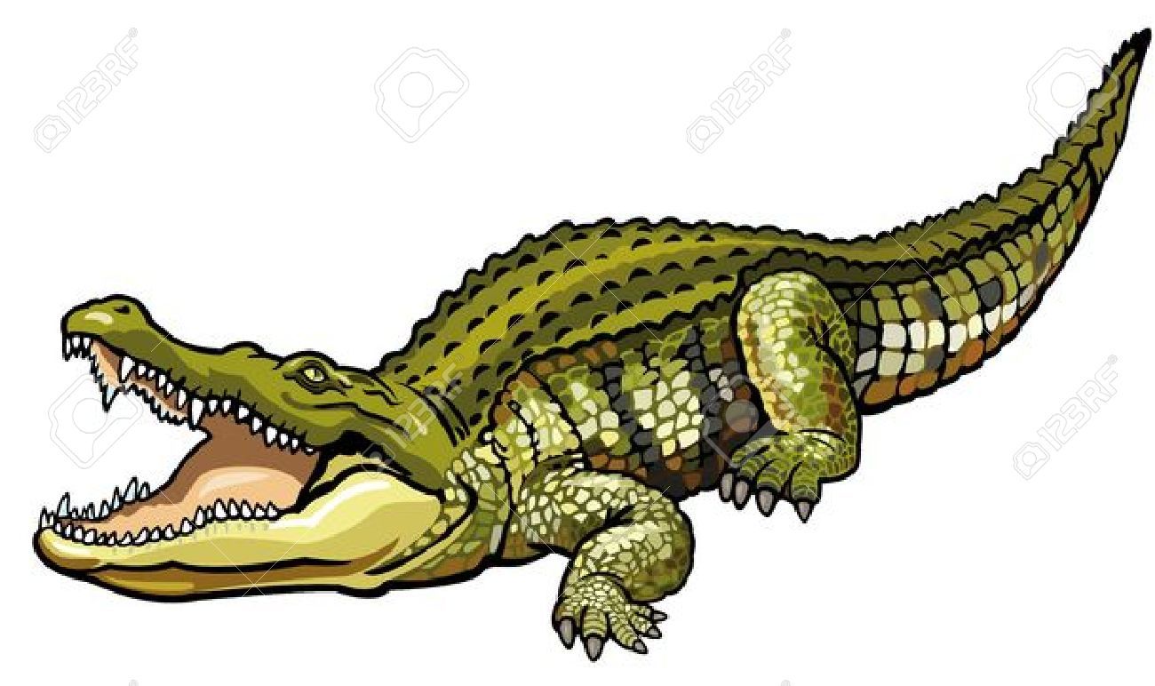 Crocodile nile crocodilecrocodylus.
