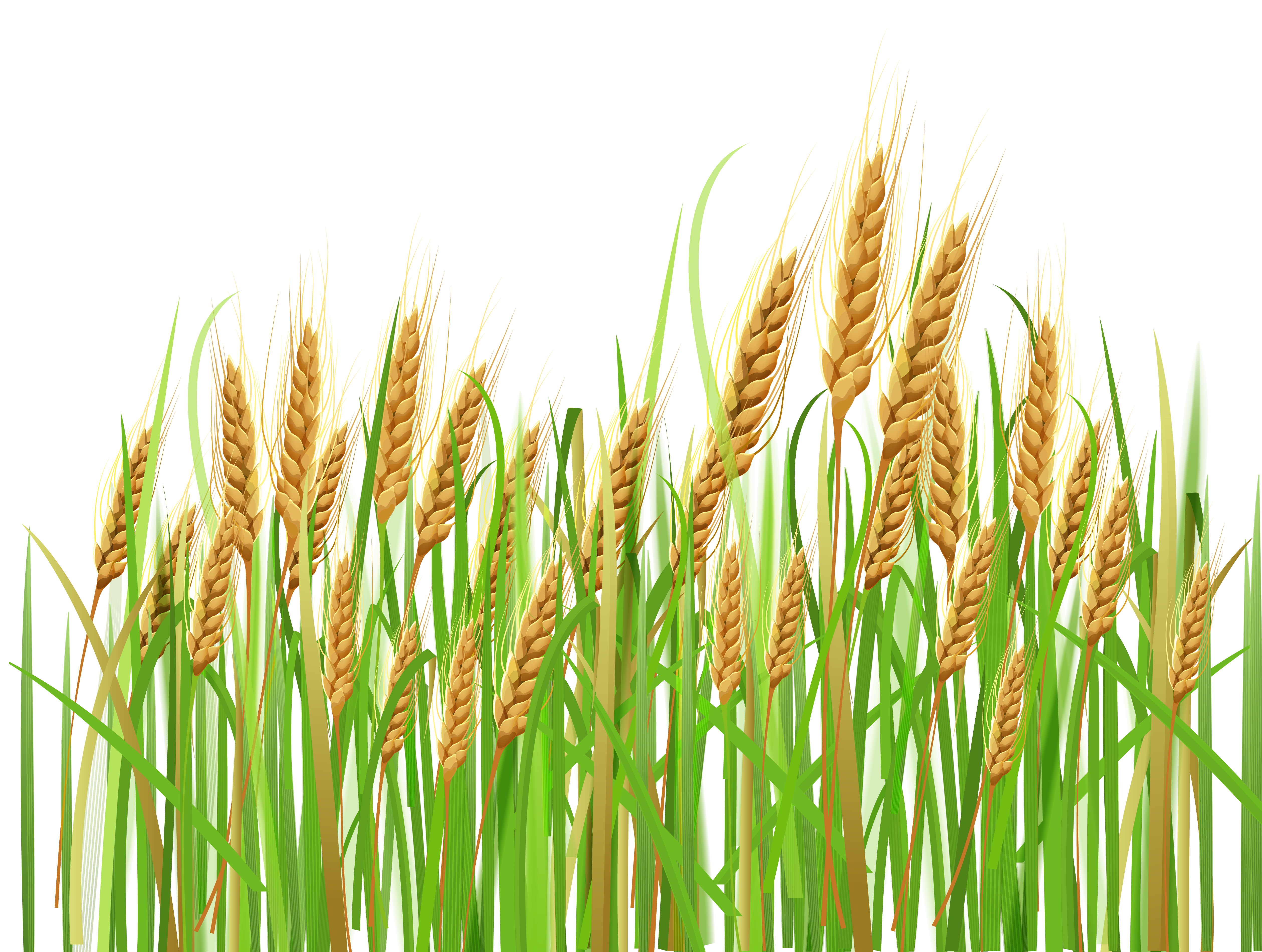 Happy Baisakhi with wheat crop