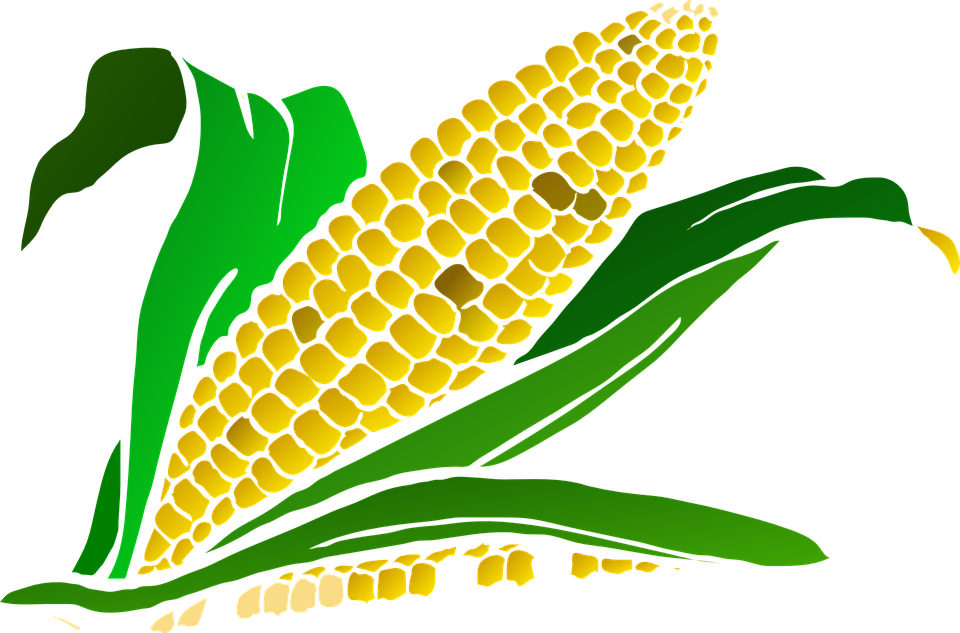 Corn clipart harvesting crop