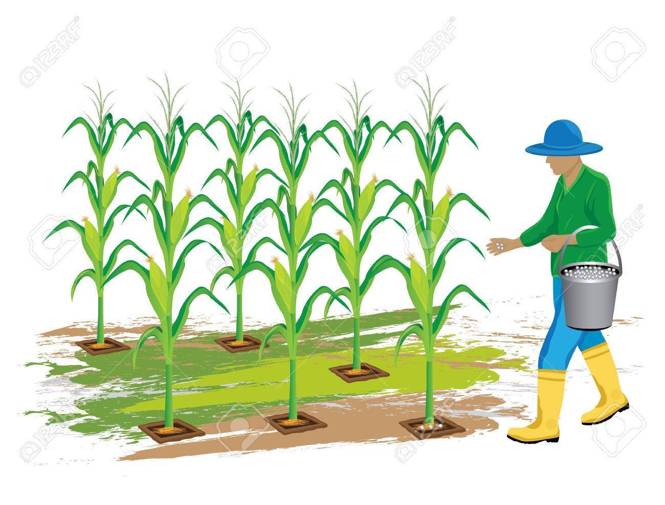 Corn crop clipart
