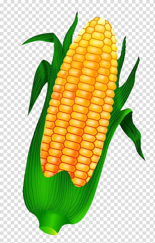 Corn on the cob Maize Crop, Golden corn transparent